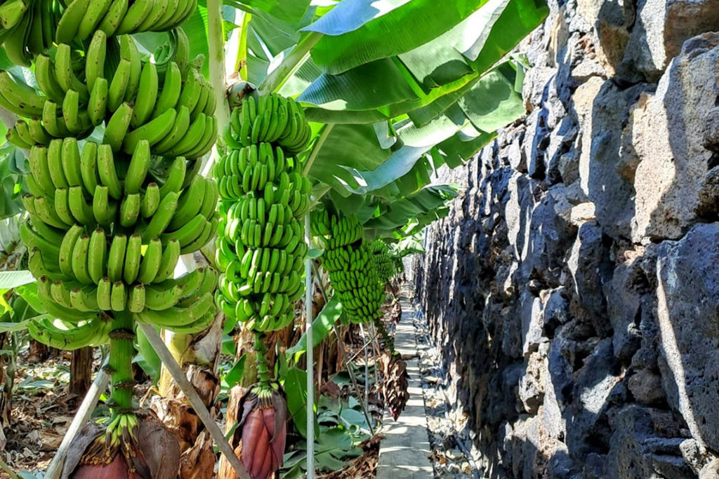 Canarian Bananas